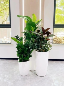 “海曙植物出租价格验